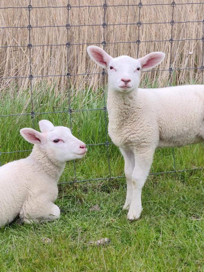 Erdgeschoss Wohnung Watt'N Meer Mit Garten In Dangast فارل المظهر الخارجي الصورة